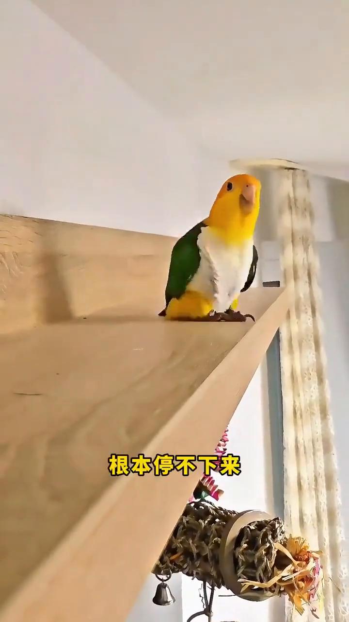 凯克鹦鹉，世界上最奇葩的鸟。有人问世界上最奇葩的鸟是什么？答案：凯克鹦鹉。虽然