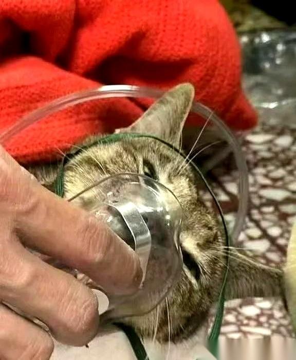 看到那只少了一条腿的小猫瑟缩在那儿，心脏真的像是被一只手狠狠攥了一下。疼，真的