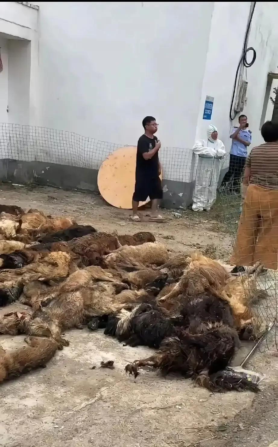 志愿者凌晨赶到废弃厂房，只看见一地血毛和破笼，上百只猫狗早被宰光。线报说它们前