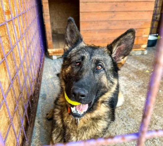 “赶紧走，我不喜欢你”——退役警犬天狼，被晾衣架赶出家门