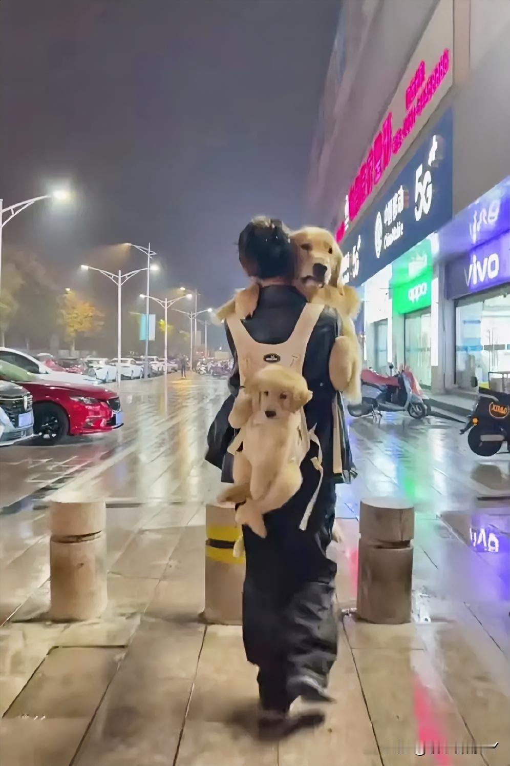温情走心：雨夜街头，目睹了超暖心的一幕！一位小姐姐怀里紧抱着一只体型壮硕的大
