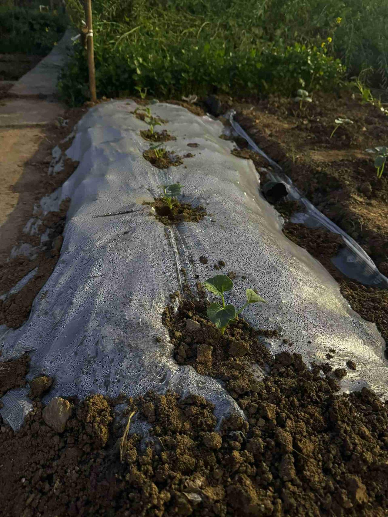 今日菜园子种了甜瓜，西瓜，苦瓜，黄瓜，辣椒，番茄，十香菜，红薯[呲牙笑]带定位