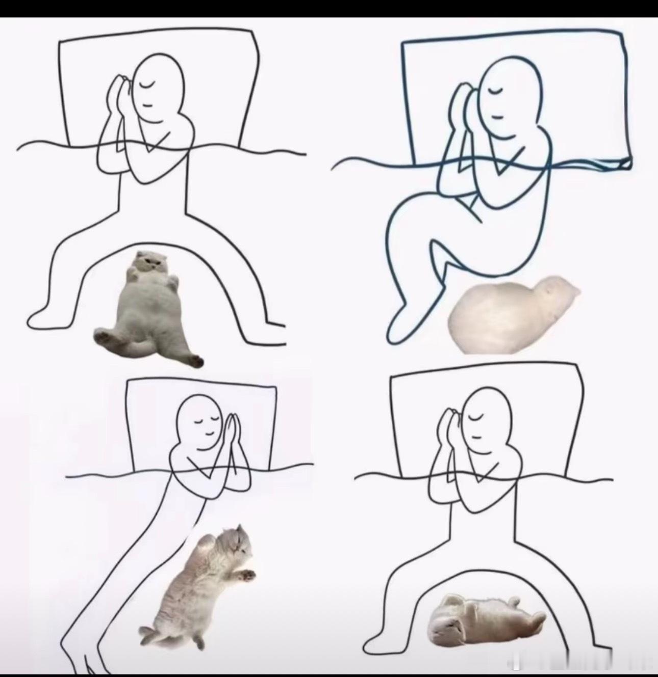 我家的猫每天都这样跟我睡觉