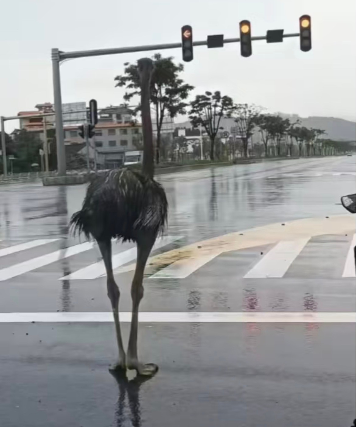 潮州的街头出现了一只会奔跑的鸵鸟..起初主人用狗赶鸵鸟回去结果失败了，在路上还被