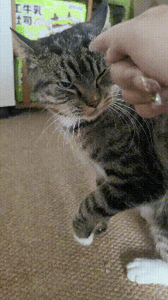 八斤的狸花猫，长了七斤的反骨。一名女子养了一只狸花猫，天天出去和小区别的猫猫狗狗