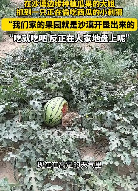 “活该发财！”女子发现一只刺猬在吃自家种的西瓜，没有赶走，反而任其啃食，其原因竟