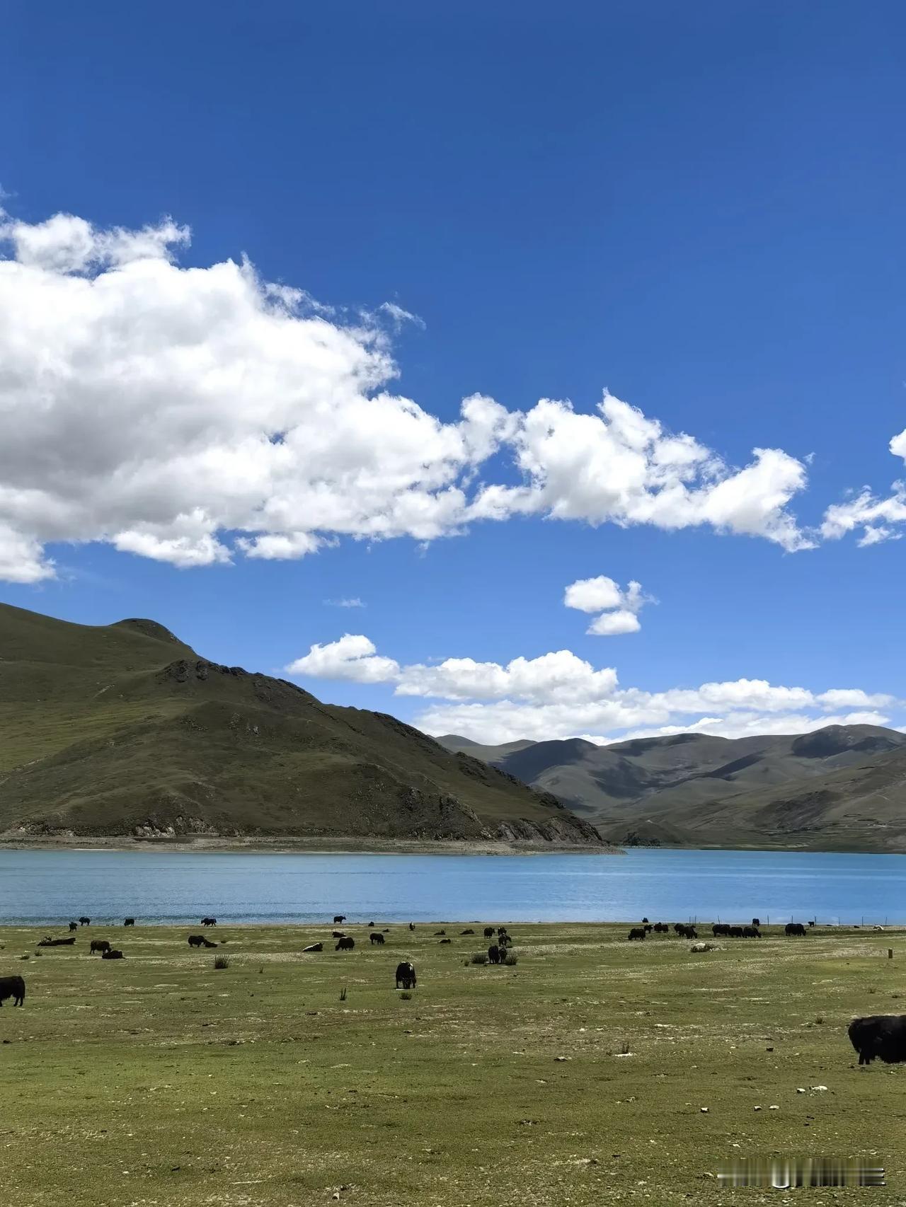 羊卓雍措独属于海拔4998m的纯净蓝💙