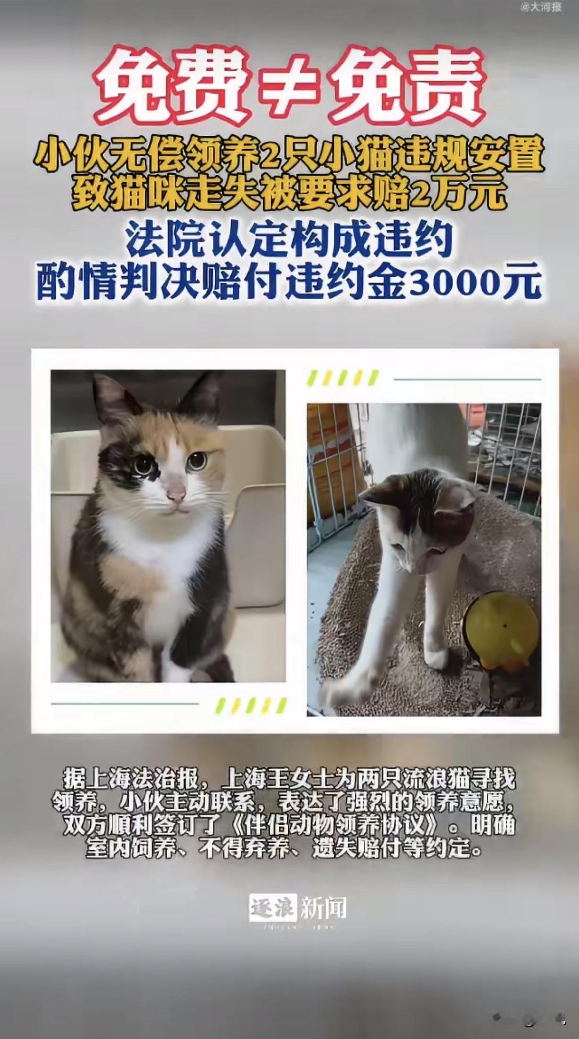 上海有个小伙叫小杨，2024年签了协议，免费领走两只流浪猫。2025年7月，猫丢