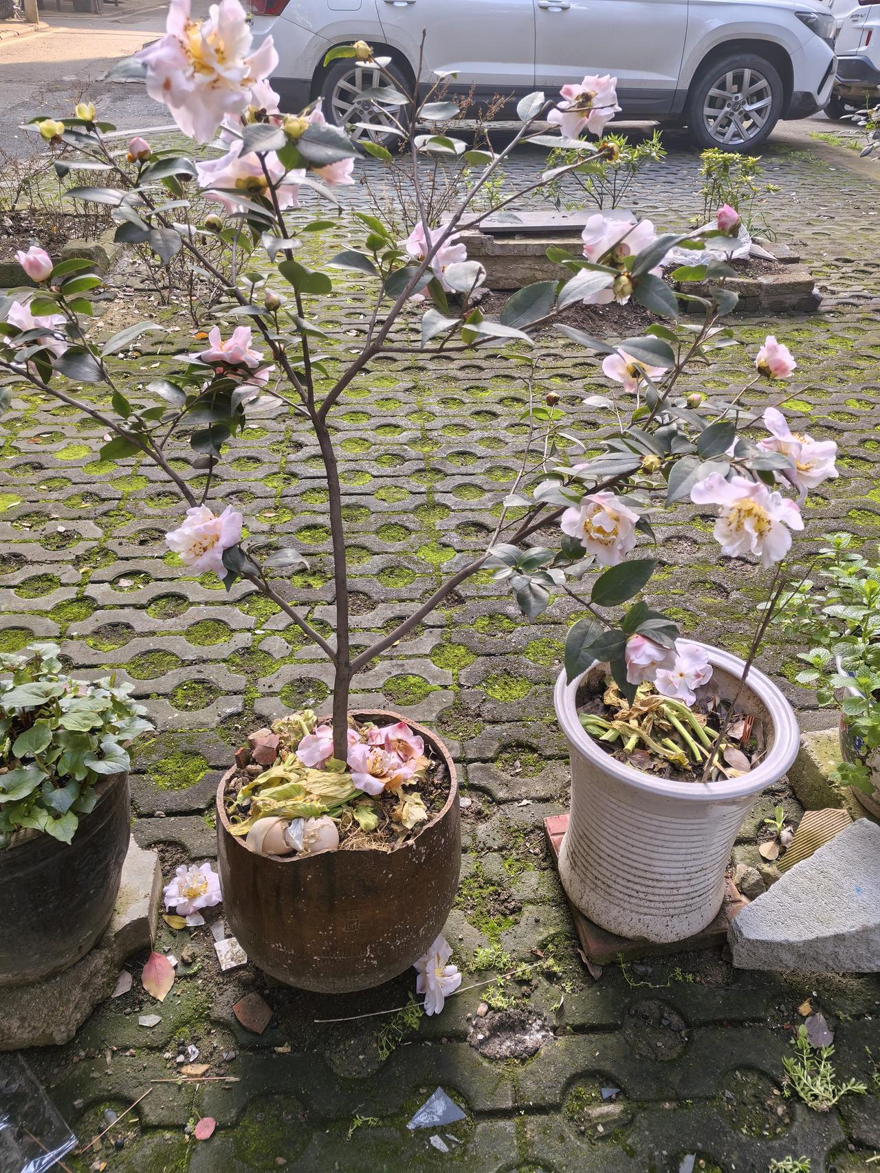 同事走了，干管家干怨了，找了个五星级酒店客服的工作，每个月多两天假，工资也高了一