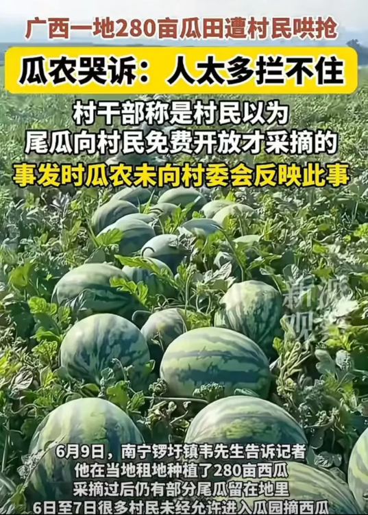 “广西南宁这次太丢人了！”南宁，一瓜园遭村民冲入哄抢西瓜，水管被压断，梯子被压断