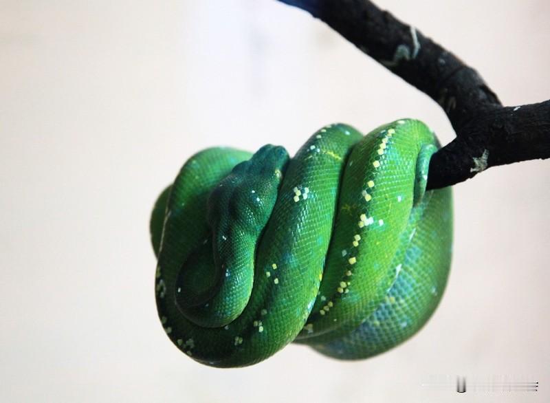 说属蛇的人最老实，可不能一竿子打死。有些属蛇人是真老实，就像职场里的部分属蛇人，