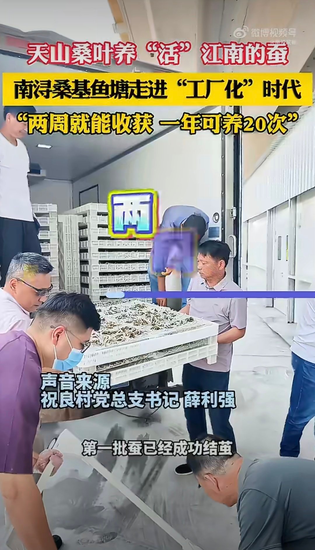天山的桑叶养活浙江蚕宝宝不少人听闻“天山桑叶喂养江南蚕宝宝”，大多只惊叹跨越千里