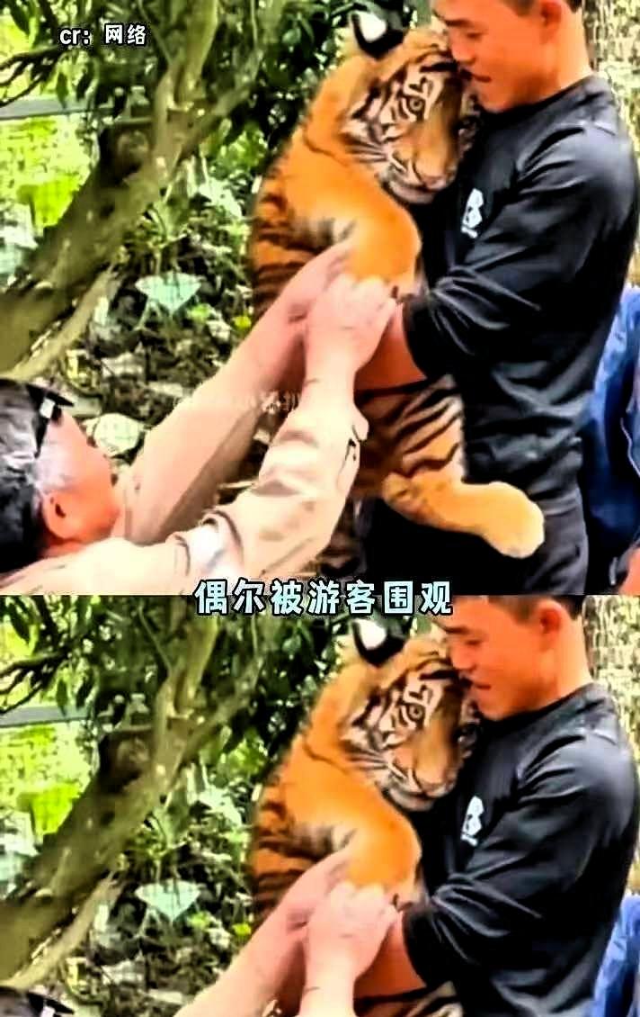 上人民日报了。上海动物园有只华南虎，叫红糖。出生就体弱，亲妈不认，兄弟姐妹挤兑它