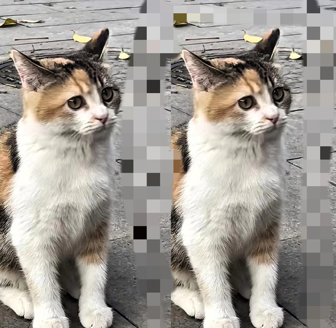 下班捡的小流浪，直接跟我进门了！老公却炸毛了谁懂啊！下班