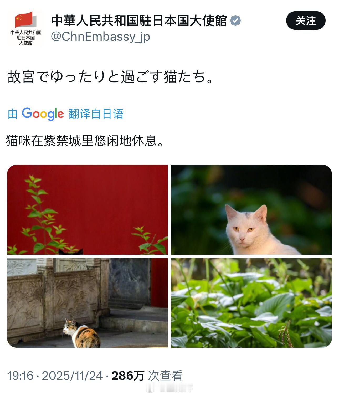 中国驻日本大使馆发了一组猫咪照片....