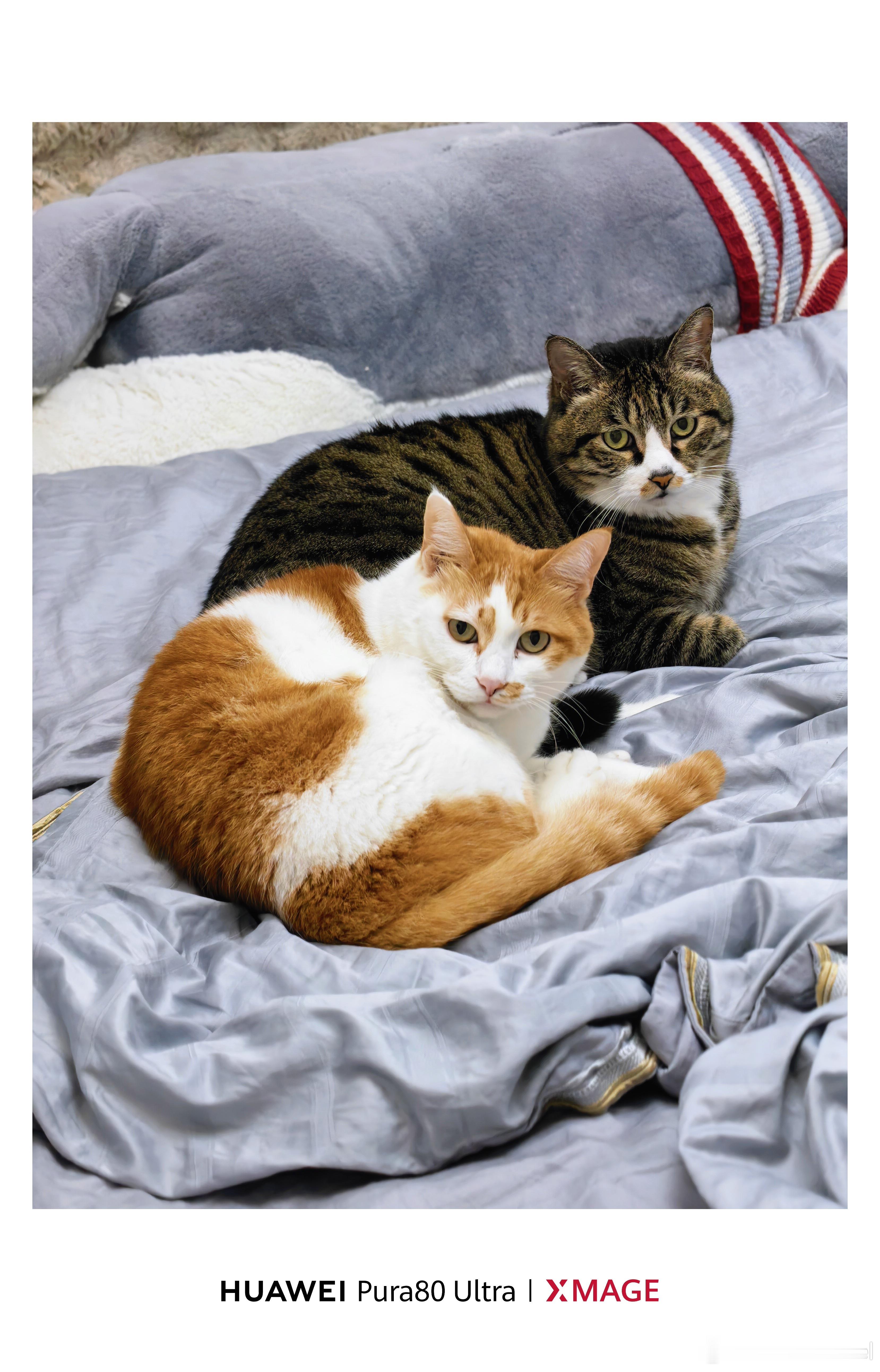 天冷了，床上又该长猫了[捂脸哭]​​​