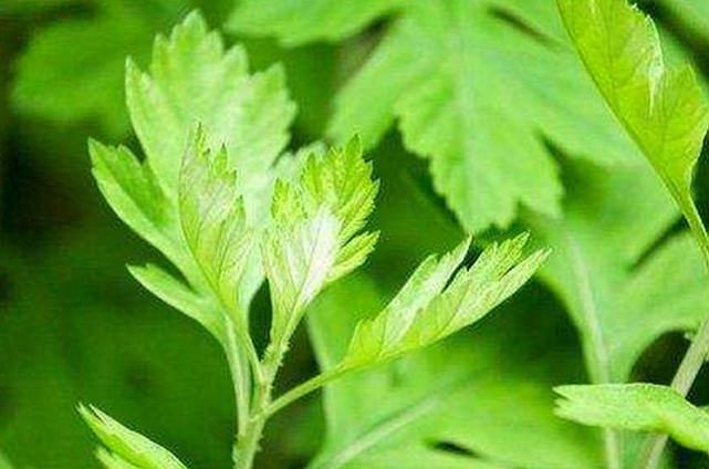 想要自己宝宝皮肤白皙? 孕妈在孕晚期这几种食物别错过, 快来看一看吧