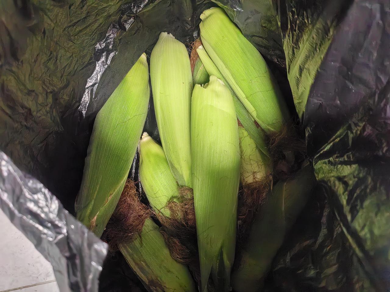 [呲牙笑][呲牙笑][呲牙笑]，我还纳闷呢，我种了几棵丝瓜秧，咋不结丝瓜啊。刚才菜园大