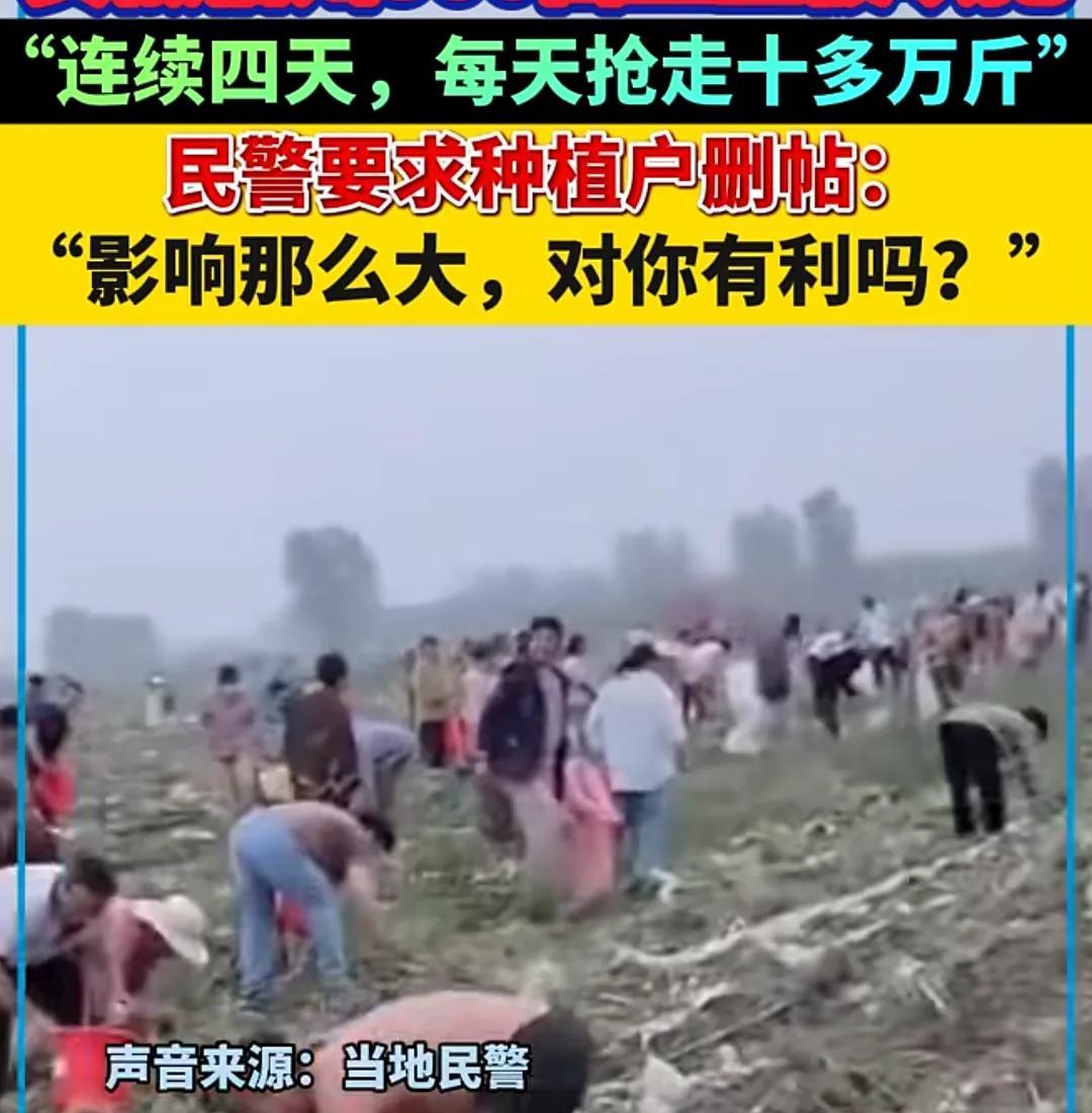 为安徽宿州村民点赞，团结友爱！只是苦了种植户一年又得白干了，搞不好还得赔了，50