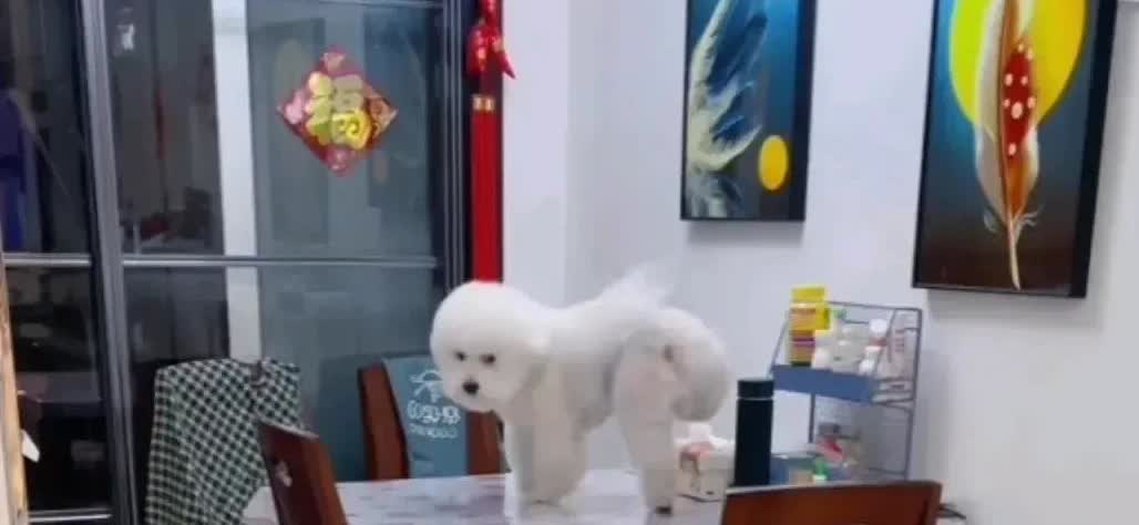 山东，一名女子养的小泰迪经常去骚扰邻居家的母犬，遭到了邻居的投诉，于是，她给这只
