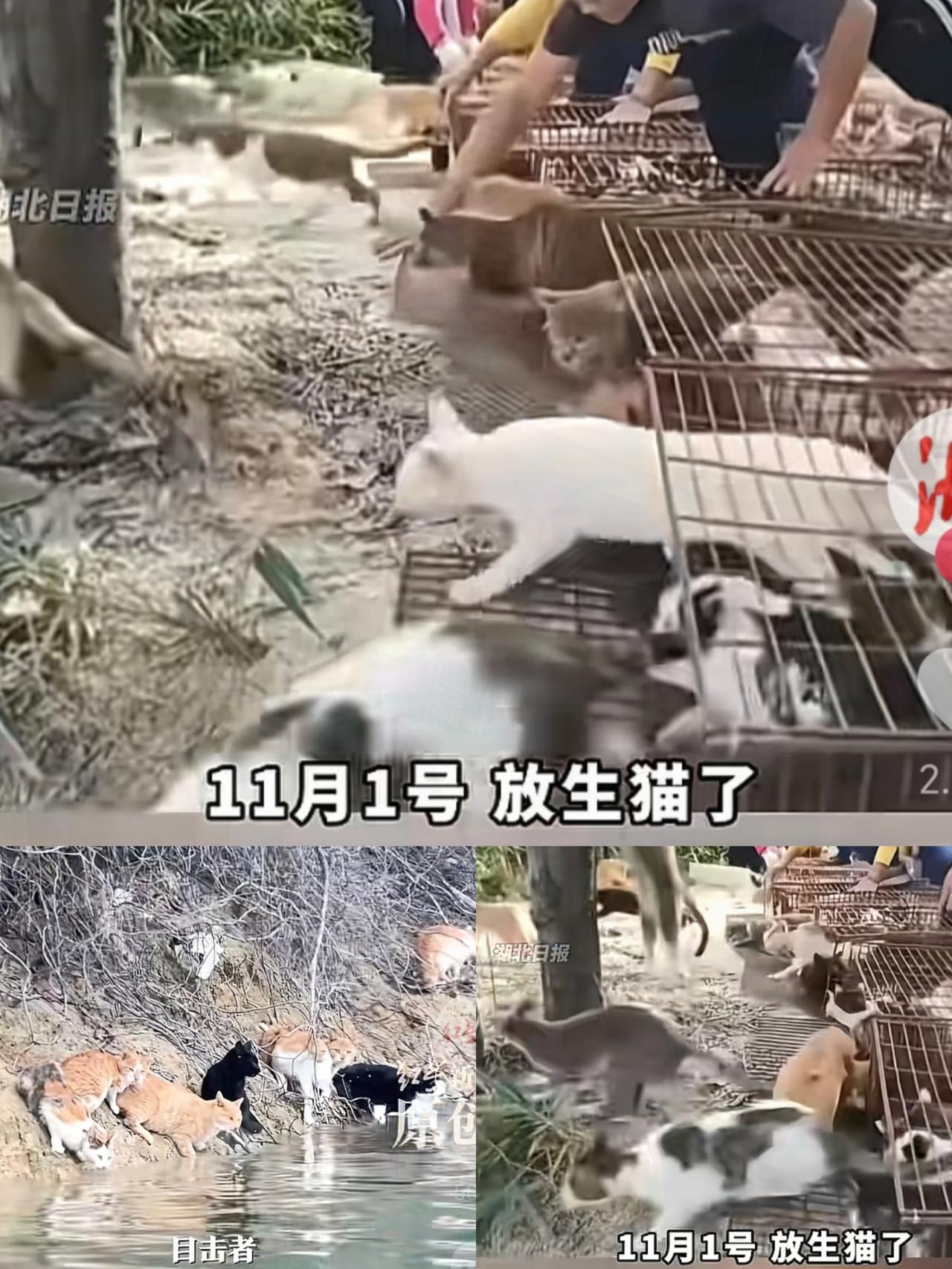 放生1000多只猫这事儿，终于引起重视了！不是因为猫太多，而是因为这里面很多