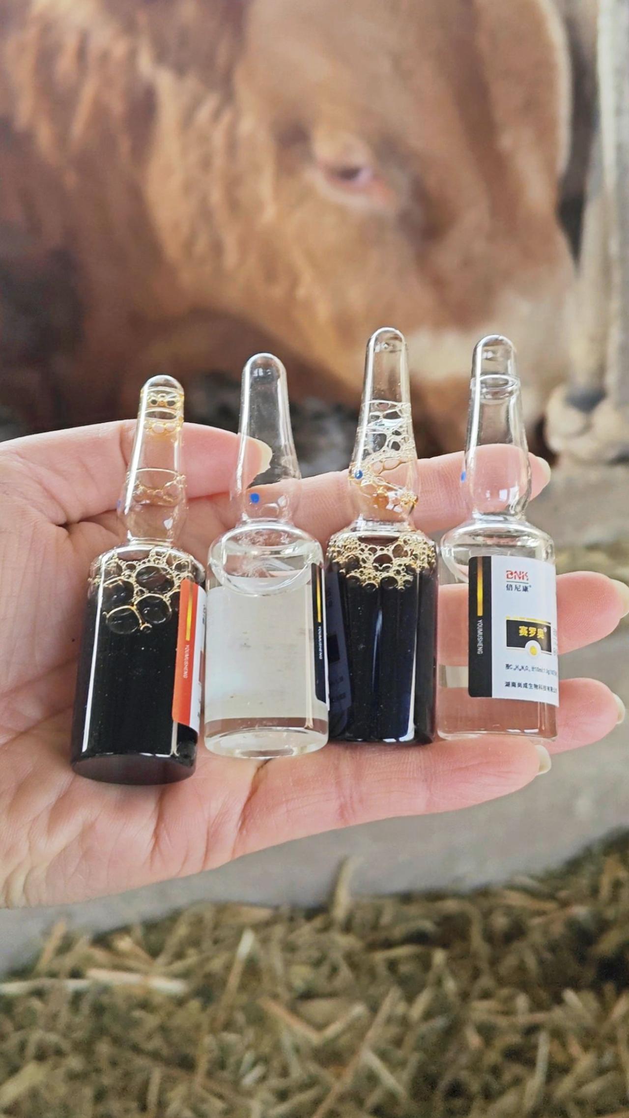 牛羊养殖养羊人农村养羊养殖场专用