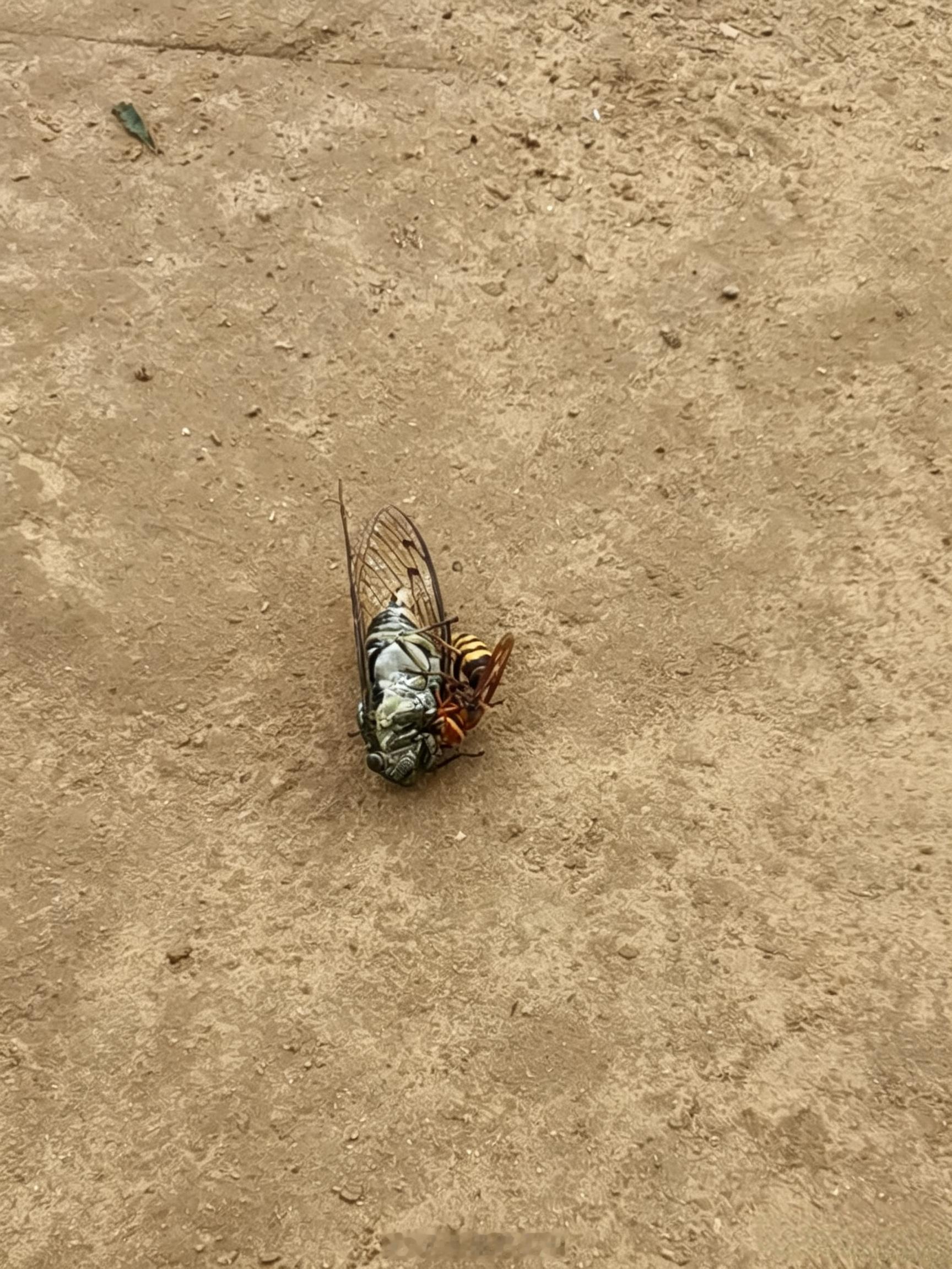 捕食蝉的马蜂。​​​