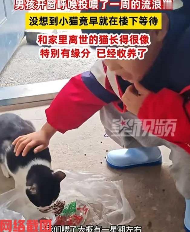 安徽合肥有女子和儿子在家吃饭。突然耳边听到儿子朝着窗台外，呼喊一声音咪咪，女