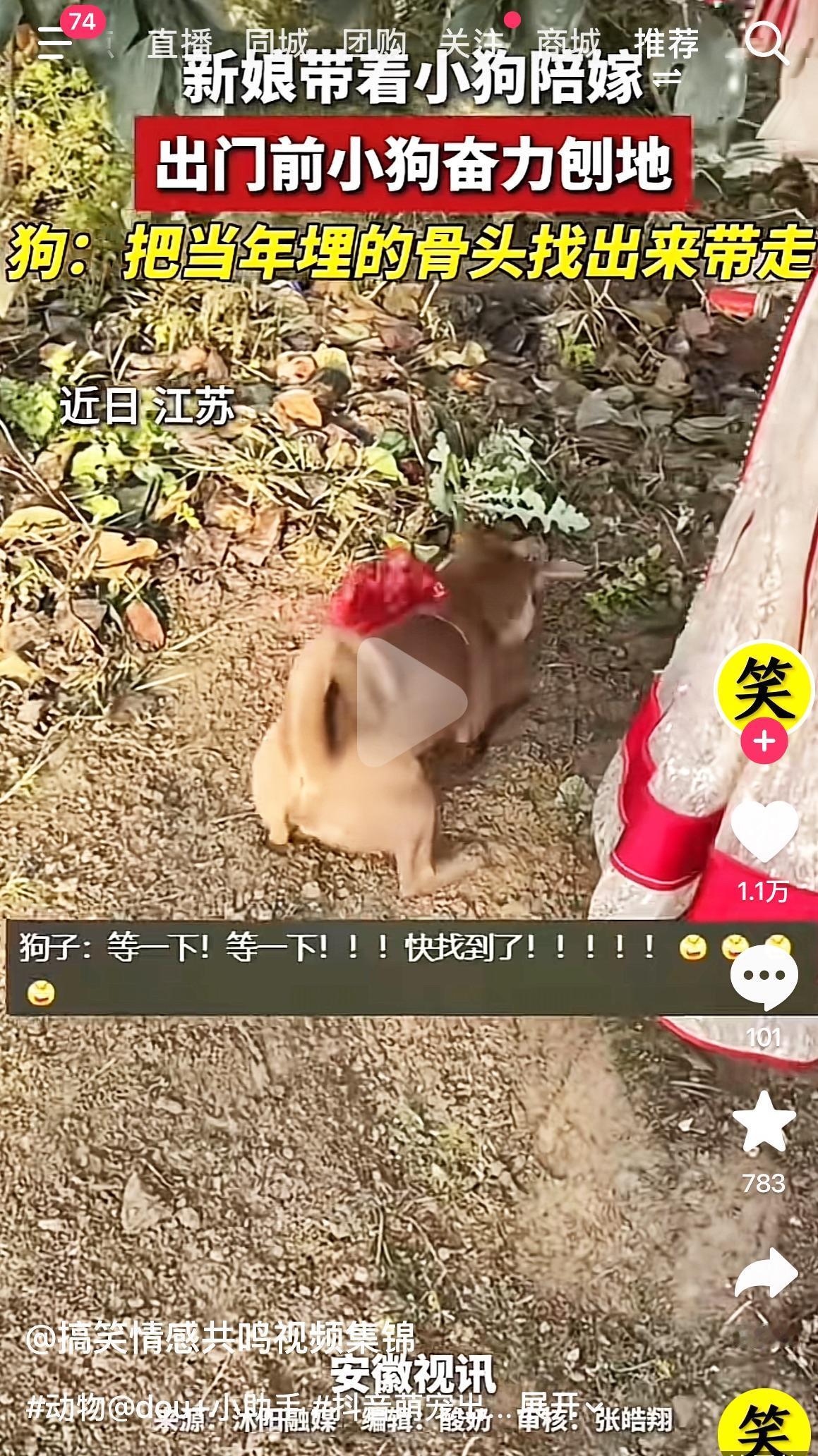 谁懂啊！江苏这位带小狗陪嫁的新娘，出门前直接被狗子整出了名场面！只见这只戴着