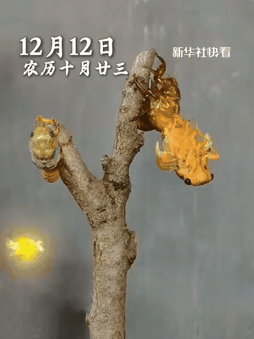 太罕见了！”深夜，一男子去院子里找东西，无意中发现树干上有动静，凑近一看，没想到