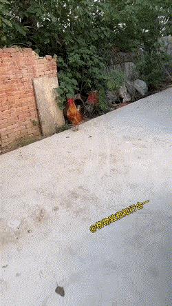 这公鸡怎么这么凶？😯