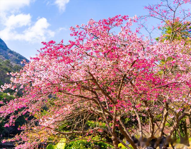 樱花、梅花、羊蹄甲, “三花齐放”, 去福州森林公园解锁粉色秘境