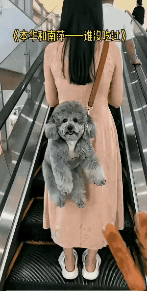 一女子背着泰迪坐电梯，身后小伙刚买两根烤肠，见小狗可爱就伸手去逗，想拿烤肠诱