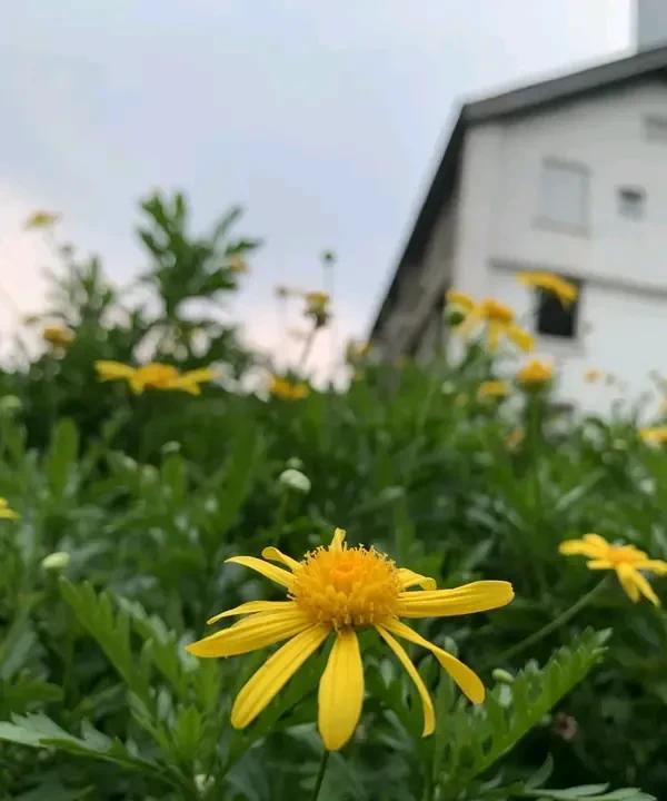 多名被调去教高中的初中老师发声山东临沂多名初中老师被调去教高中这事闹得挺大。教