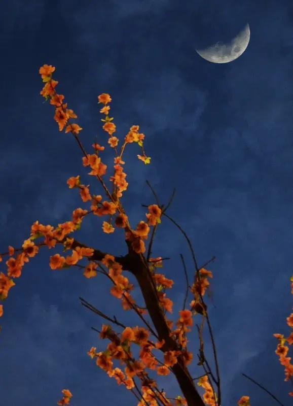 馨漪婉风所作《七绝忆满春宵》，将孤寂与思念之情抒发得极为动人。寂夜之中，连抚琴之