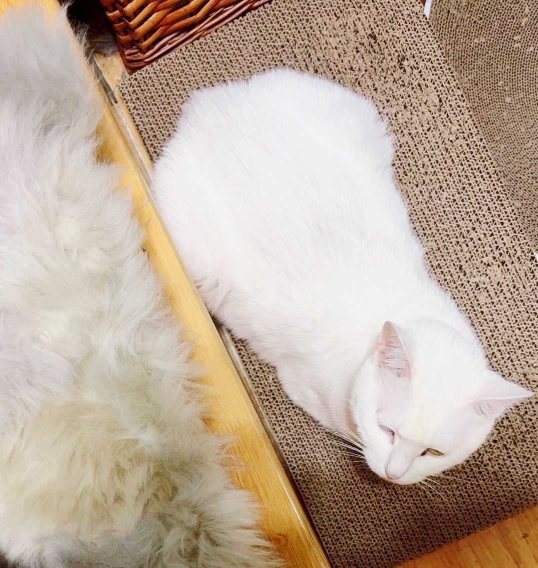 田园猫也超美我似乎对猫咪的外貌没有啥执念，他们每一个，在我眼里，各有各的好看，