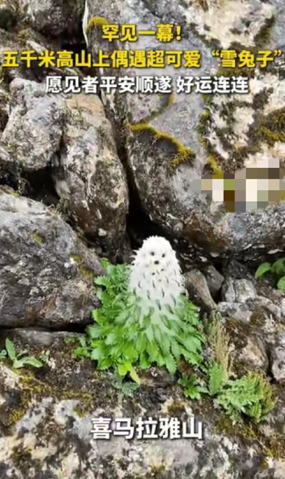火上热搜的罕见植物，在西藏海拔五千米高山被徒步登山者偶遇。凑近看毛茸茸一团被翠绿