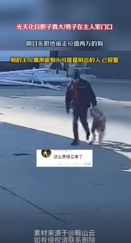 这胆子也太大了！河北保定，一男子在家里养了条巨型贵宾犬，放在家门口院子里好好的，