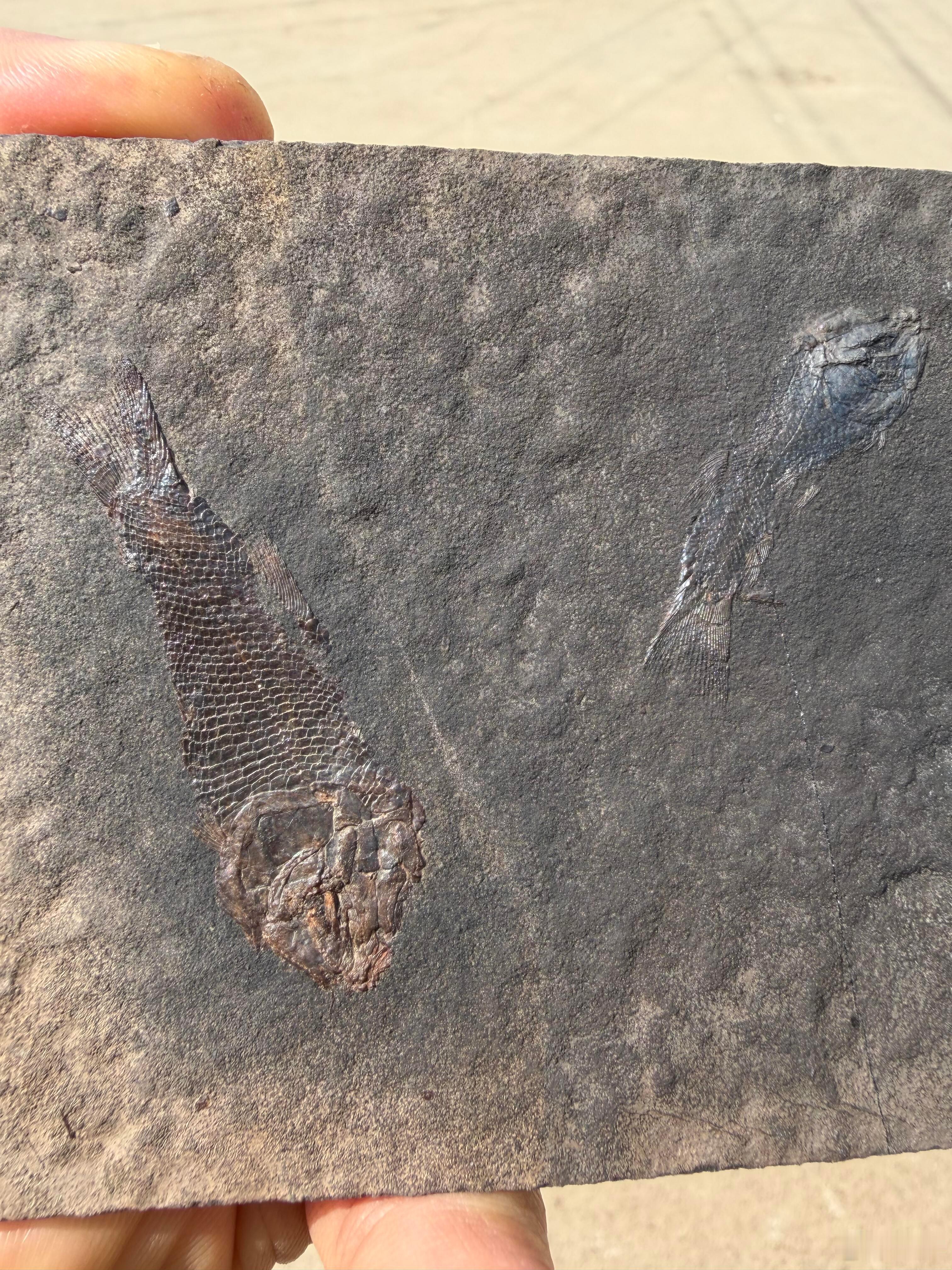 石头上的鱼化石！