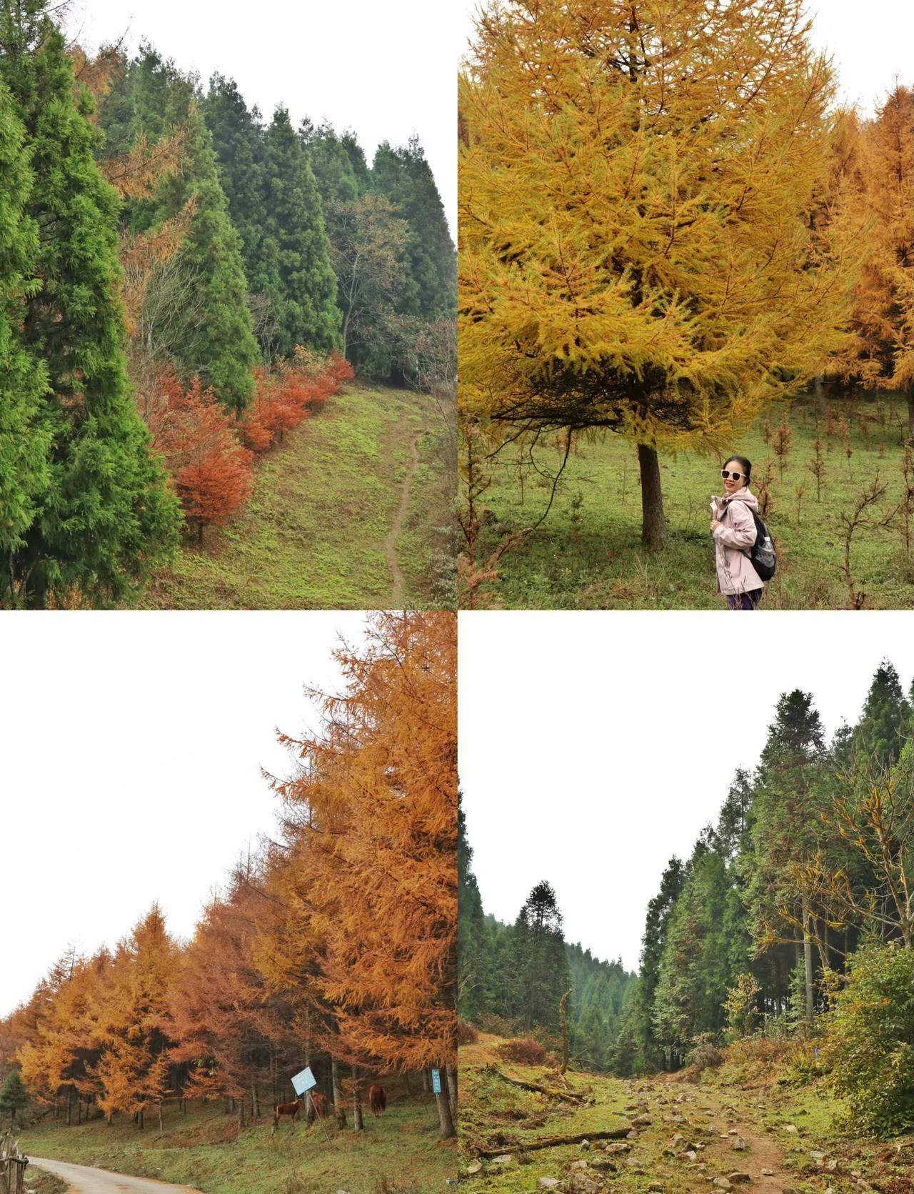 3h直达🌲重庆深秋“童话森林”！17km玉带山环线，闯进层林尽染的彩色世界🍁