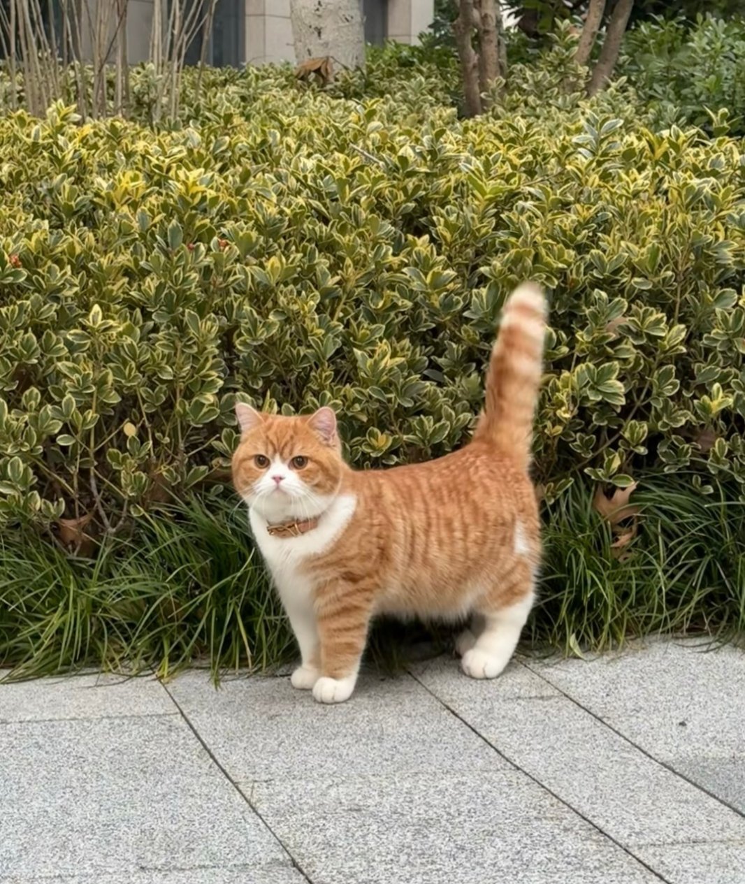 猫有“🐈”样，好标准的🐈，连尾巴都是戏!!!