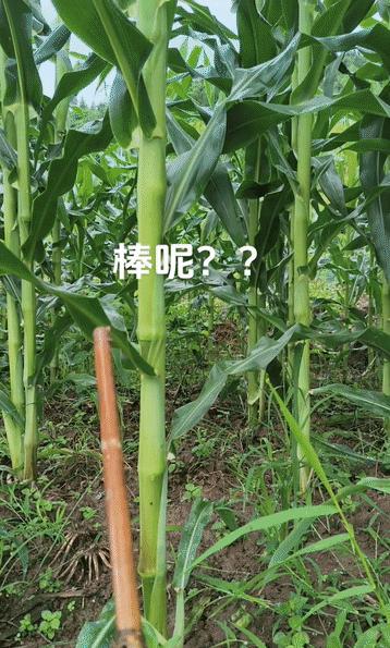 “百思不得其解”湖南一女子在地里种了一些玉米，邻居家的玉米都快丰收了，可她家的连