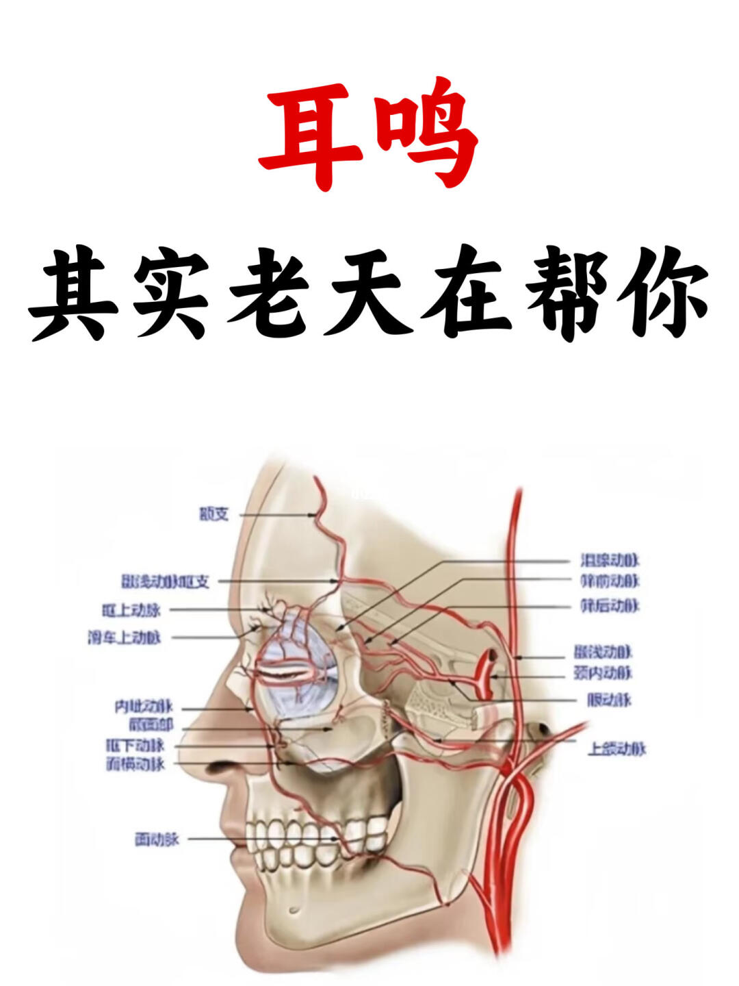 耳鸣消散了 - 在中医领域，耳鸣被视作常见的听觉系统病症，其发病多与肝...