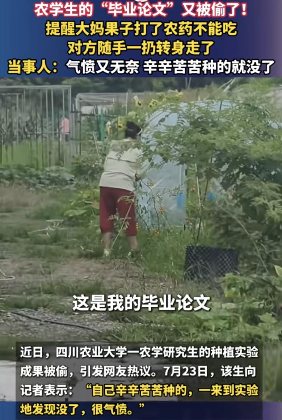 四川一农业大学的学生种植成果连续被一位大妈偷走，直到有一次看到大妈就在现场摘走成