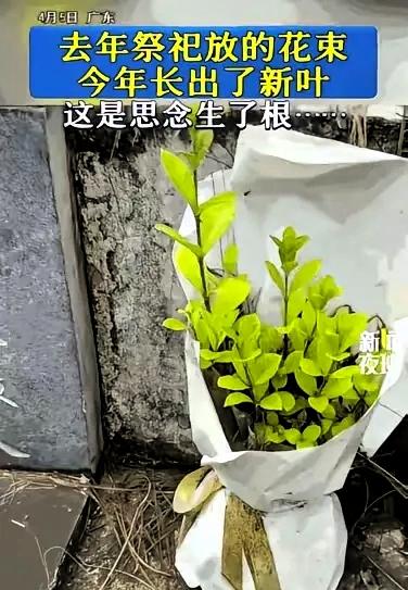 看哭了！广东，女子清明节去扫墓。突然，她发现去年放的一束花，今年长出了枝芽。网友