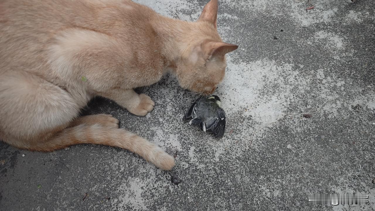 以为是猫抓了老鼠，吱吱吱声，一看居然是只没长大的小鸟，抓老鼠没这么积极