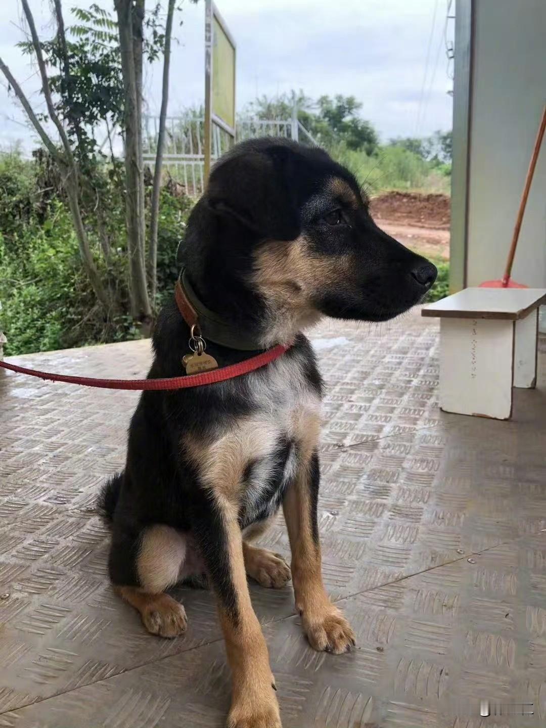 案发过程与搜救犬背景2026年2月2日，民间救援队搜救犬“黑崽”在成都金堂县基