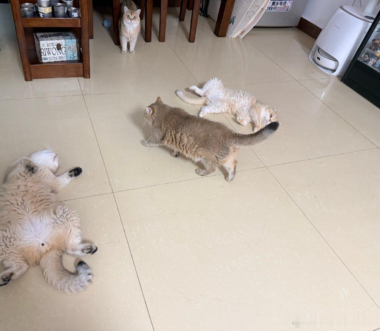 翻肚皮萌宠猫咪