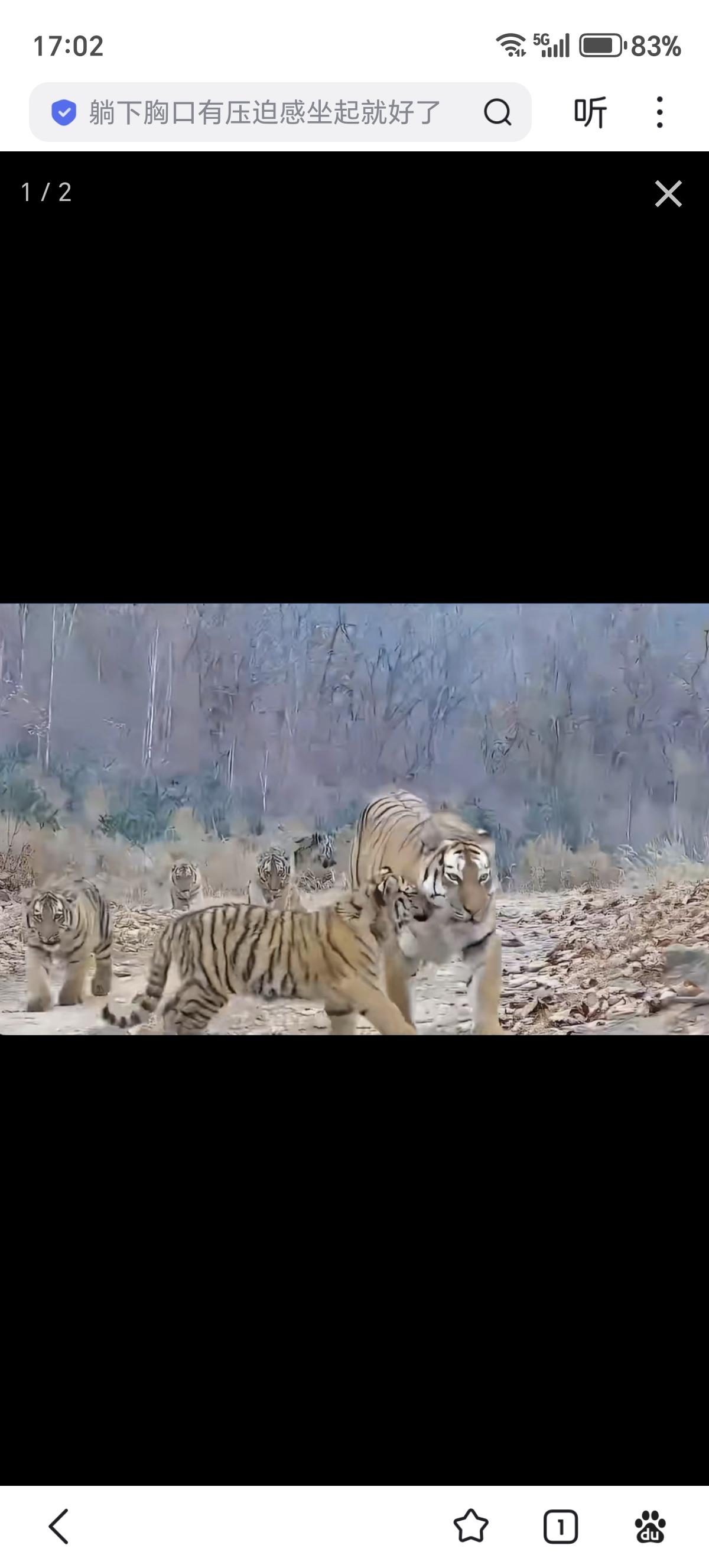 中国首次拍到六虎同框这孤儿寡母，荒郊野外的，碰上野兽可怎么办