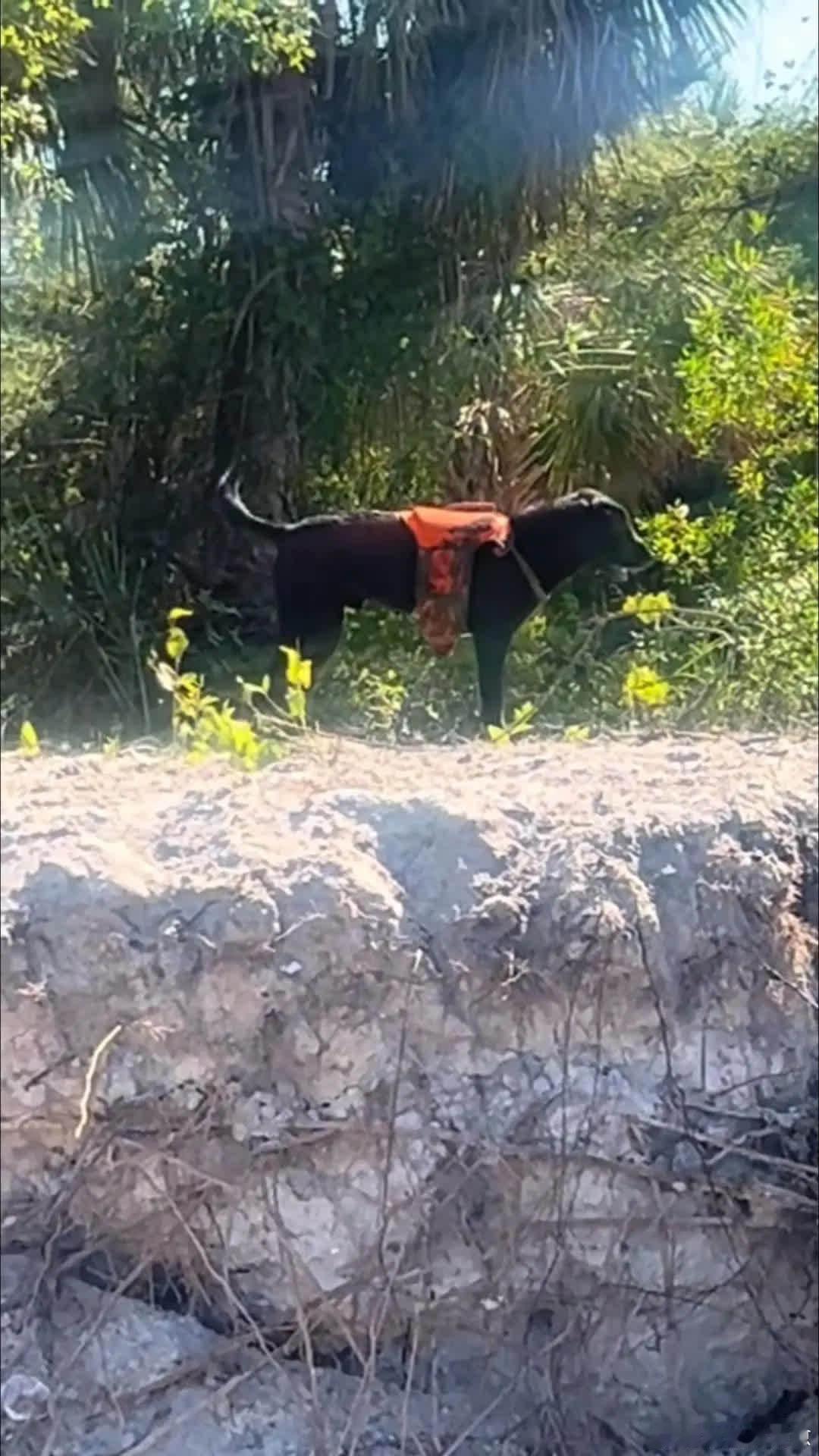 这是什么操作？萌宠宠物